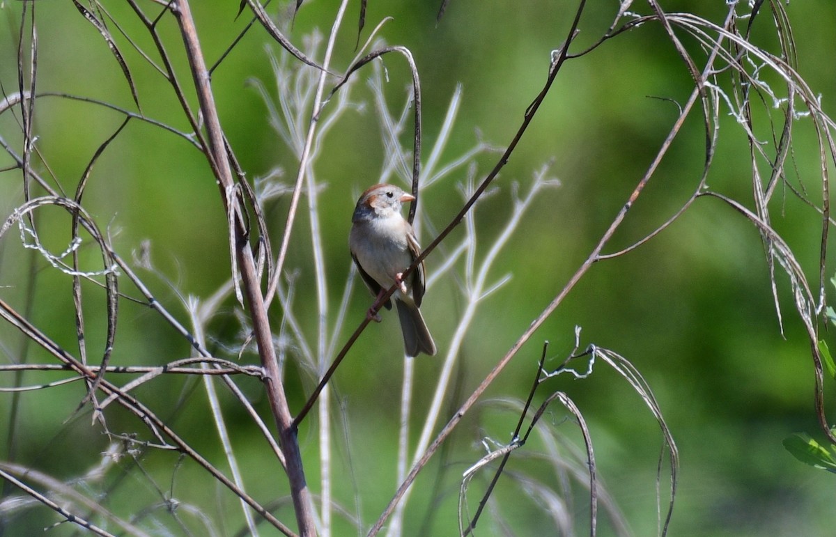Field Sparrow - ML617936769