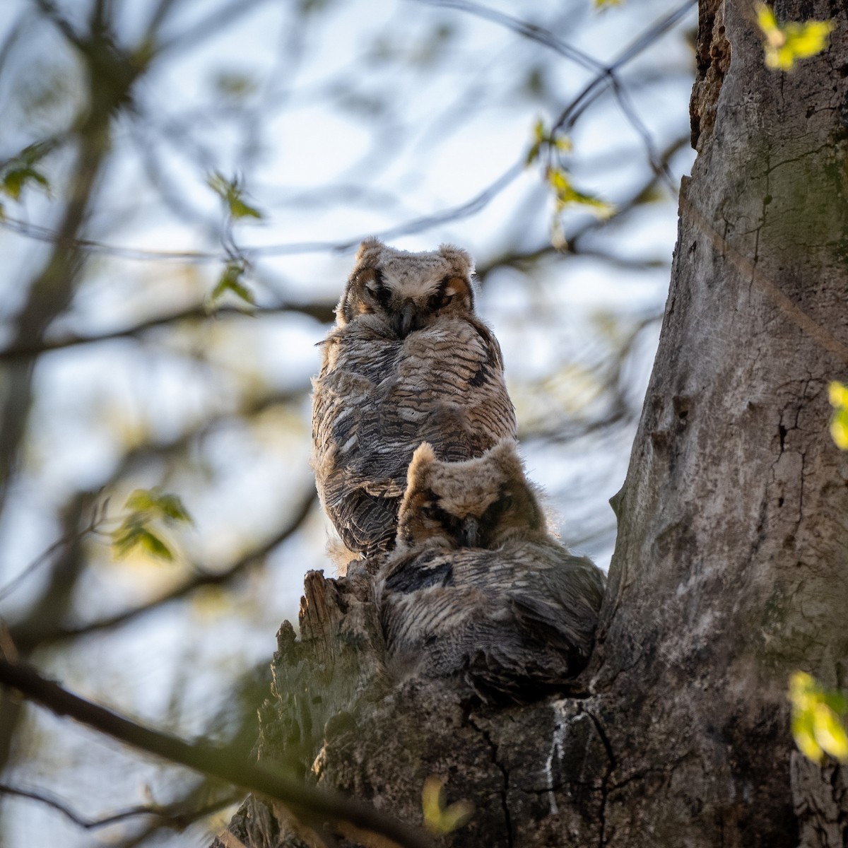 Great Horned Owl - ML617936792