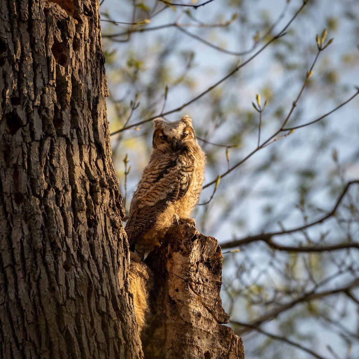 Great Horned Owl - ML617936794