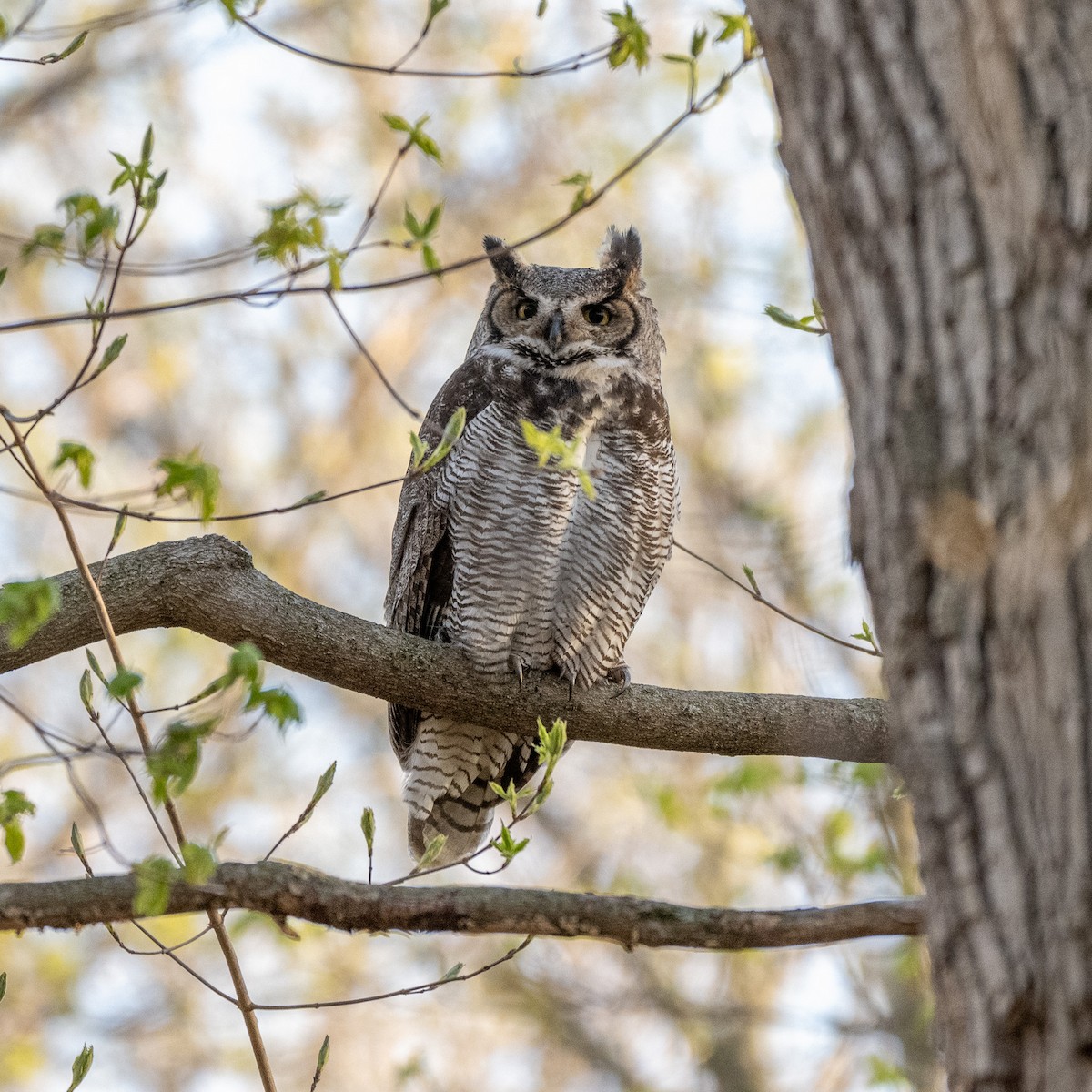 Great Horned Owl - ML617936795