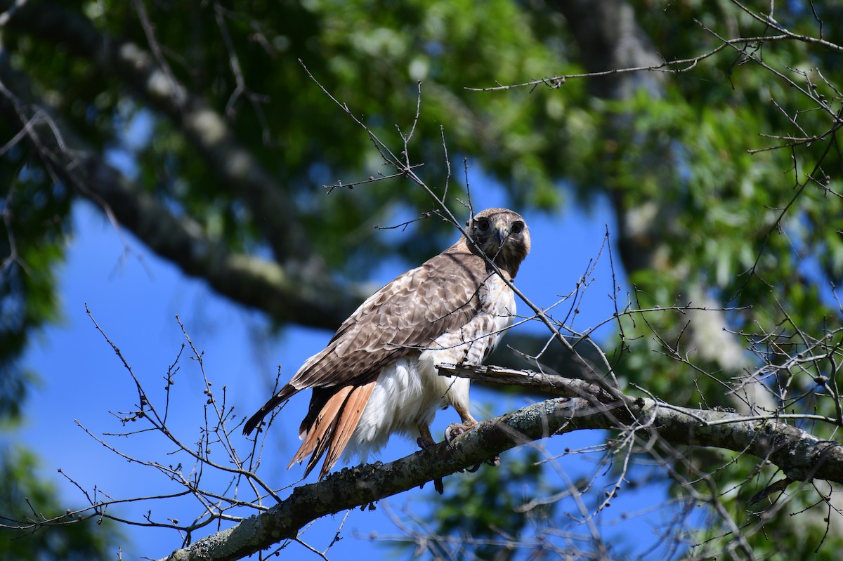 Red-tailed Hawk - ML617936816