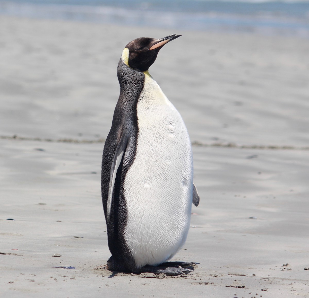 King Penguin - Garret Skead