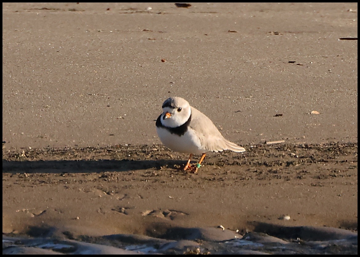 Piping Plover - ML617936841