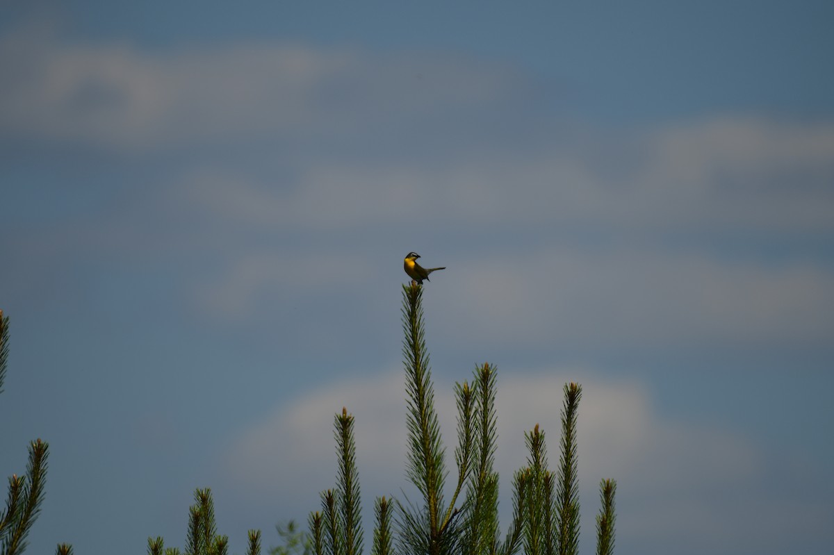 Yellow-breasted Chat - ML617936846