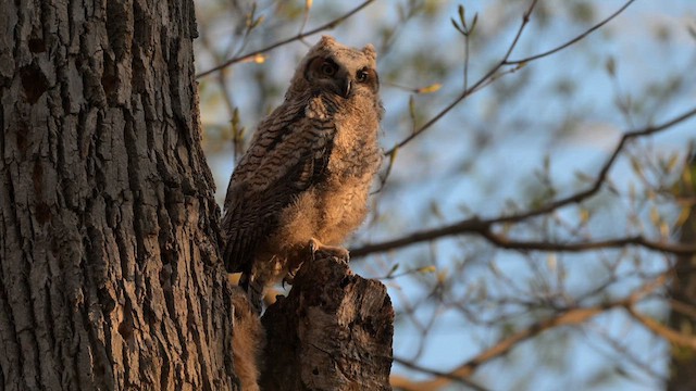 Great Horned Owl - ML617936847