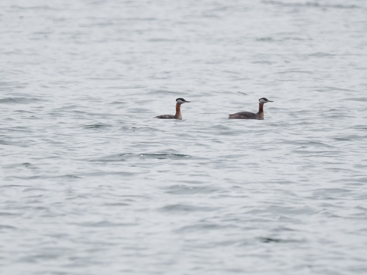 Red-necked Grebe - ML617936852