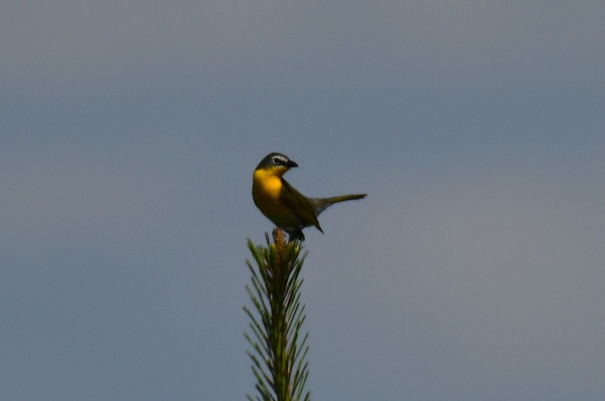 Yellow-breasted Chat - ML617936879