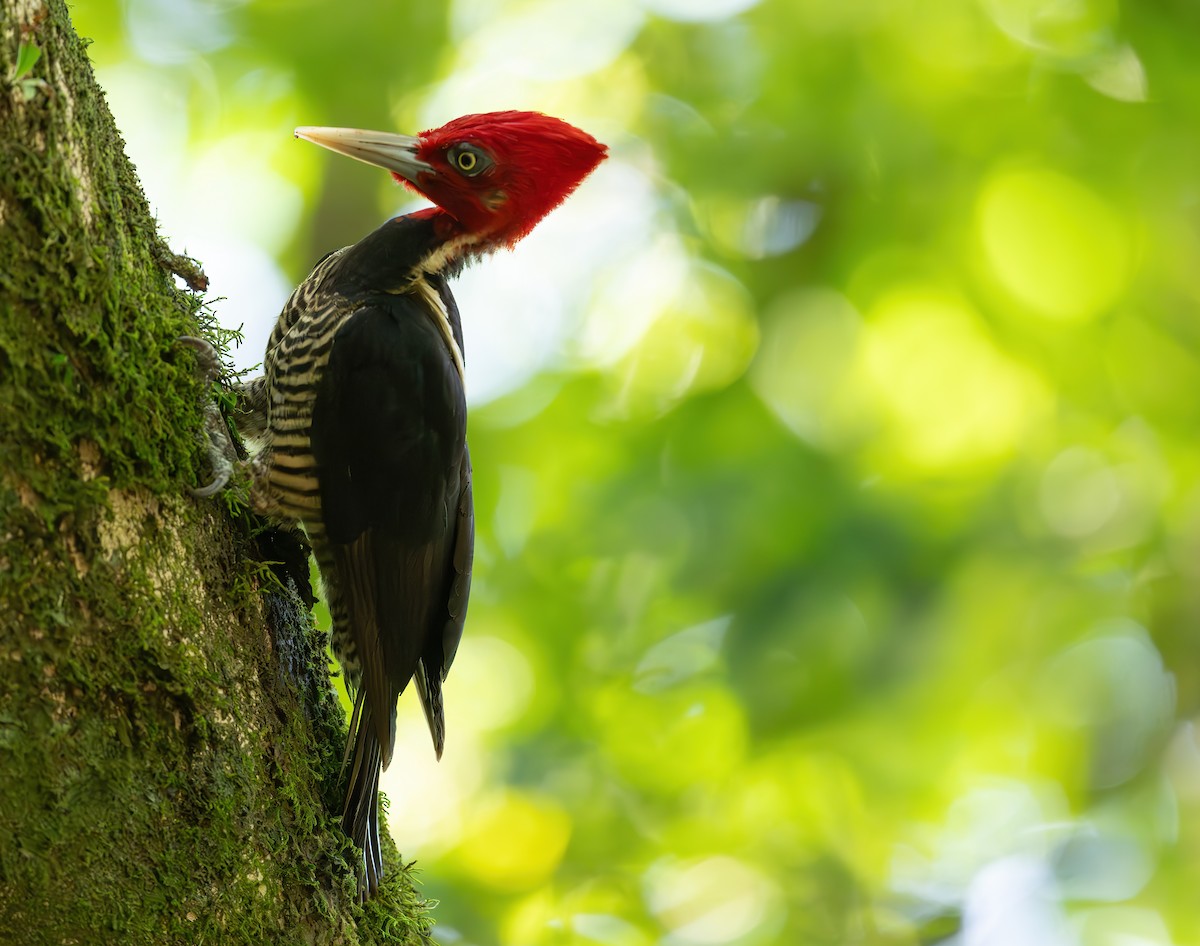 Pale-billed Woodpecker - ML617936902