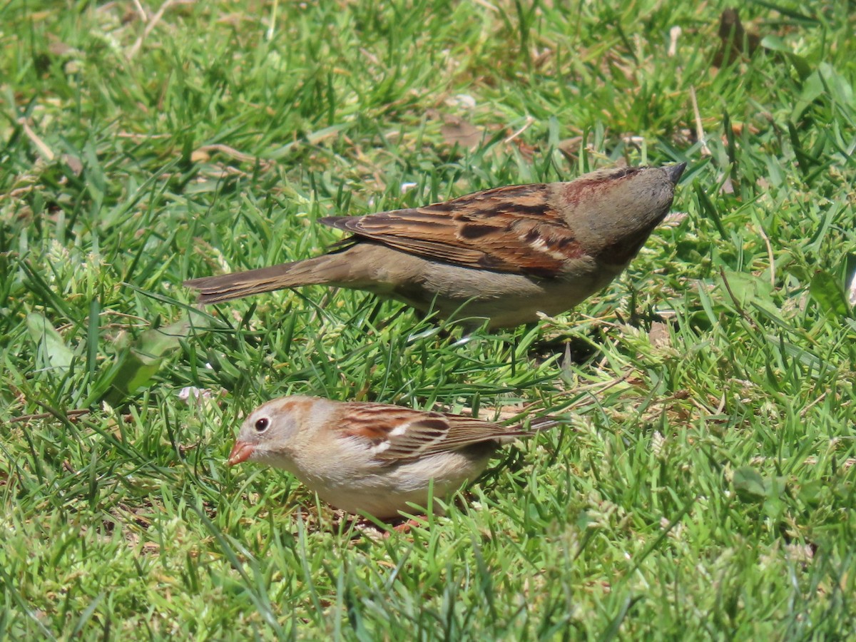 Field Sparrow - ML617936903