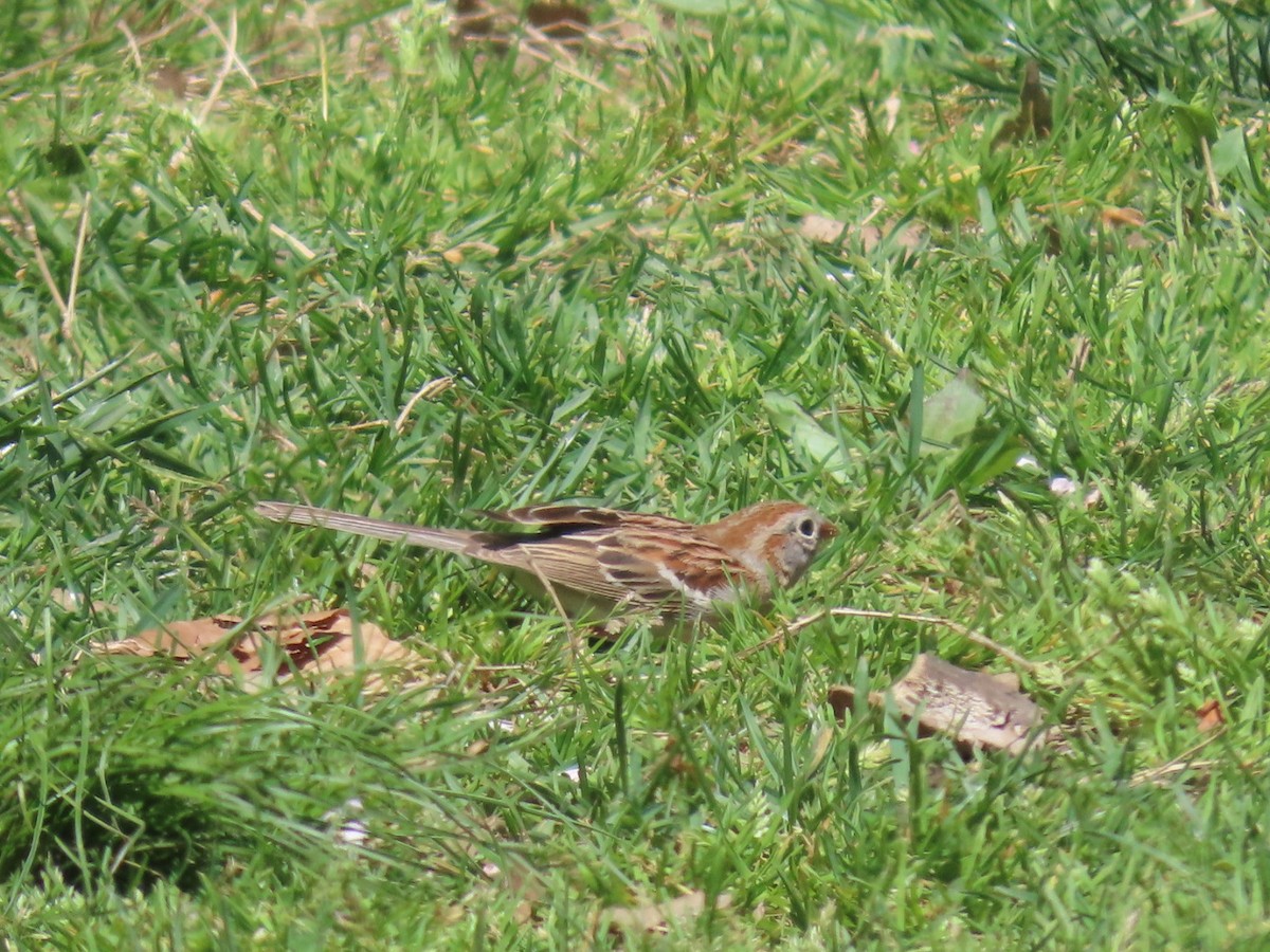 Field Sparrow - ML617936904