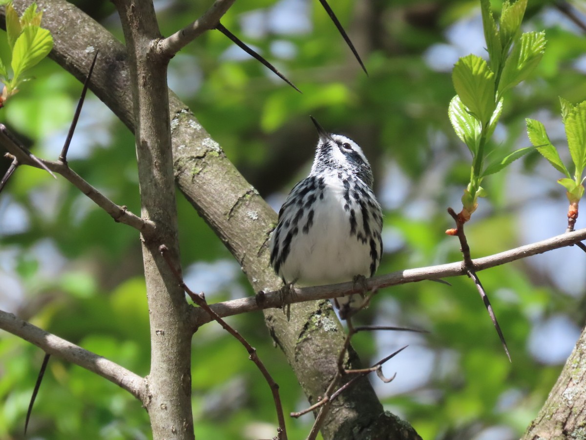 Black-and-white Warbler - ML617936913