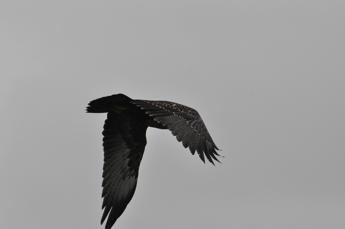 Black-chested Buzzard-Eagle - ML617936946