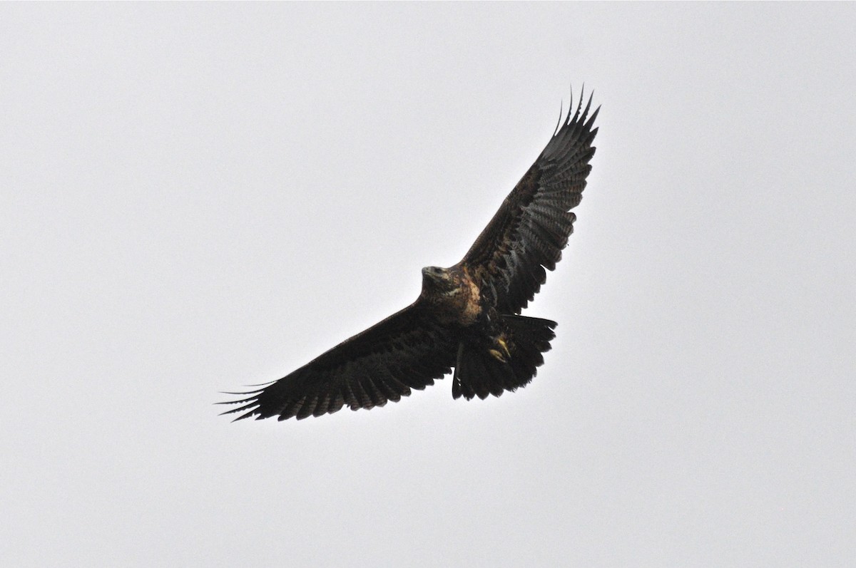 Black-chested Buzzard-Eagle - ML617936951
