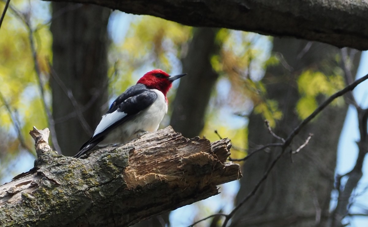Red-headed Woodpecker - ML617936954