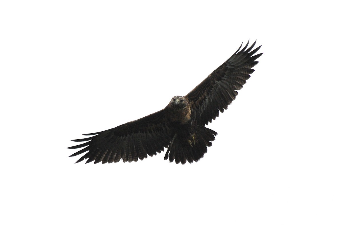Black-chested Buzzard-Eagle - ML617936959