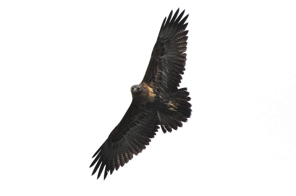 Black-chested Buzzard-Eagle - ML617936962