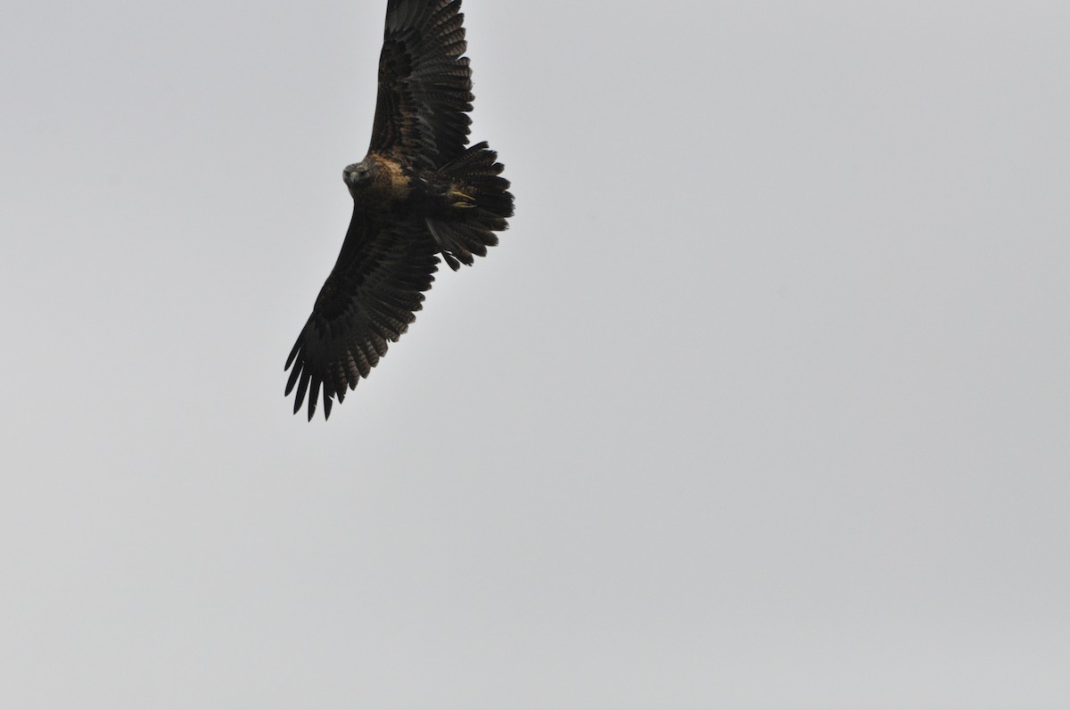 Black-chested Buzzard-Eagle - ML617936966