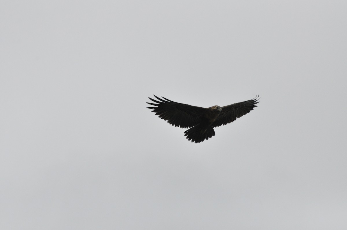 Black-chested Buzzard-Eagle - ML617936969