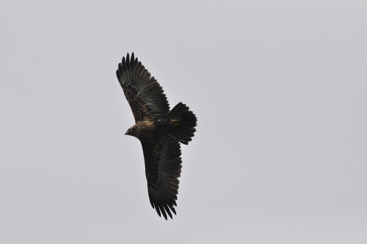 Black-chested Buzzard-Eagle - ML617936970