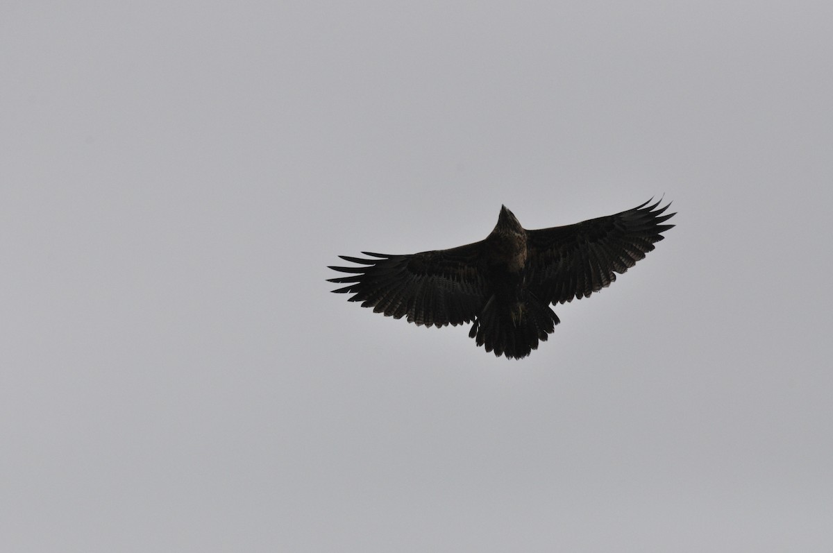Black-chested Buzzard-Eagle - ML617936974