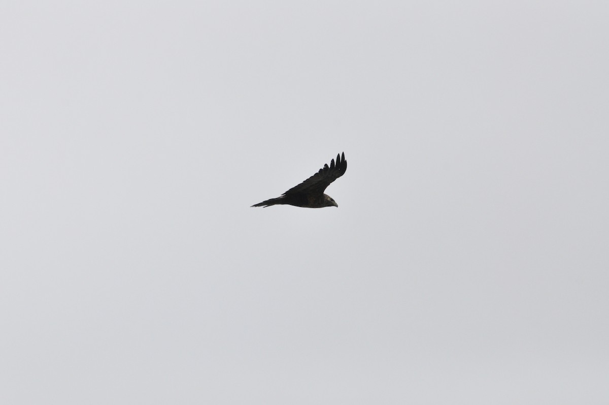 Black-chested Buzzard-Eagle - ML617936978