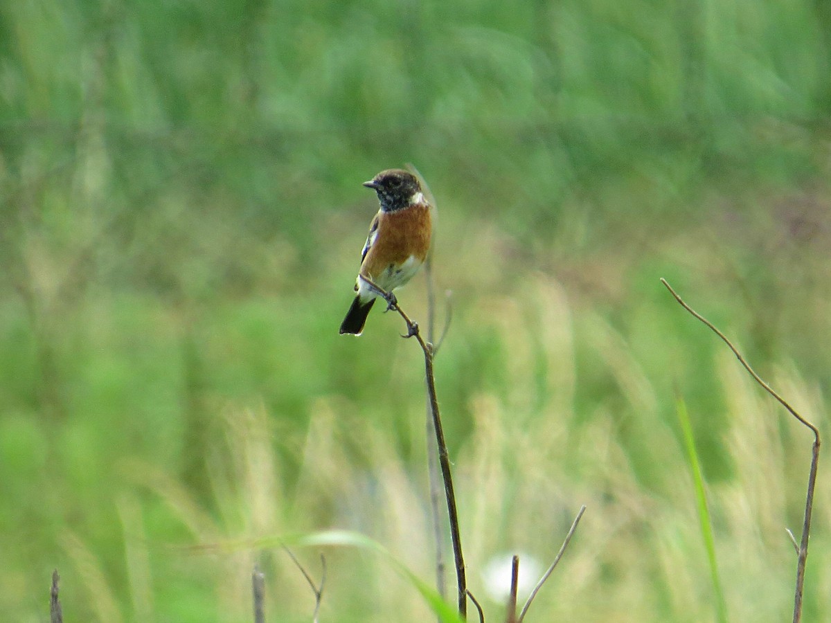 African Stonechat - ML617936984