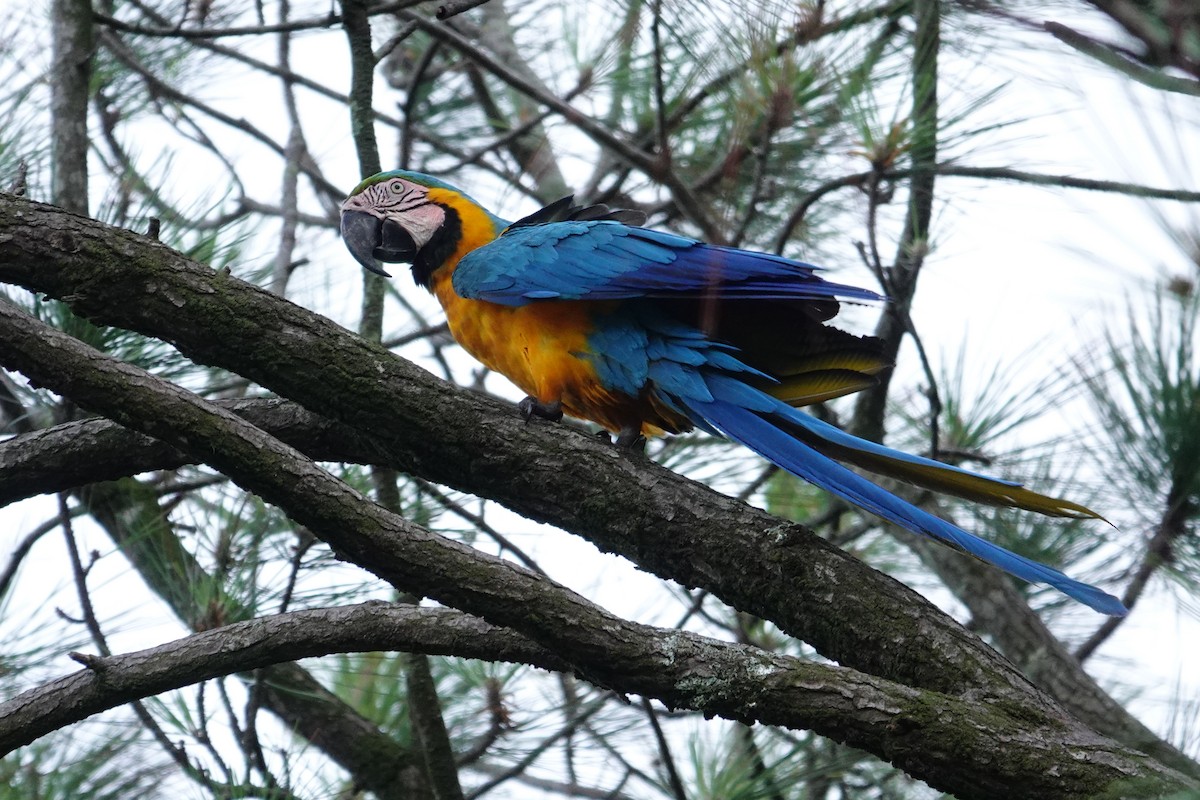 Blue-and-yellow Macaw - ML617937038
