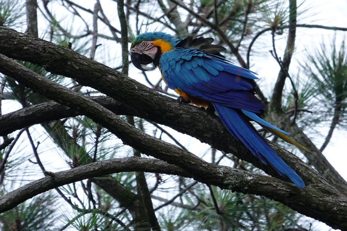 Blue-and-yellow Macaw - Vincent Rufray
