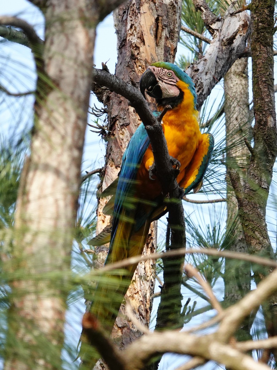Blue-and-yellow Macaw - ML617937040