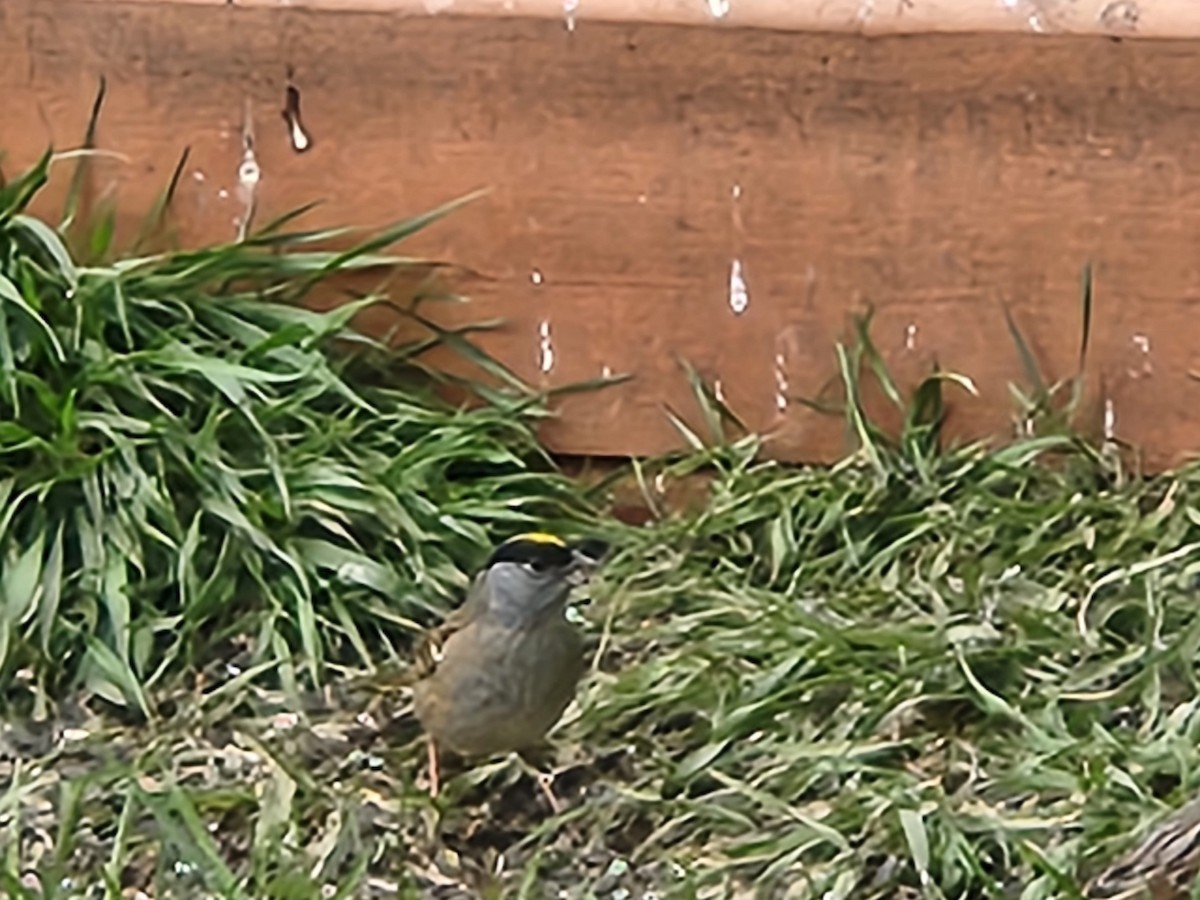 Golden-crowned Sparrow - undefined
