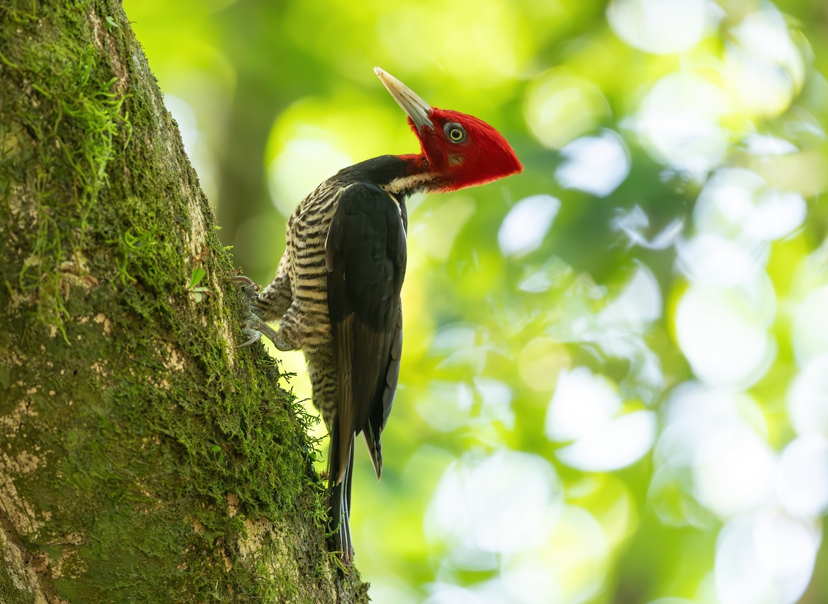 Pale-billed Woodpecker - Simon Boivin