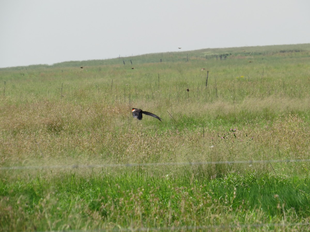 Long-tailed Widowbird - ML617937066