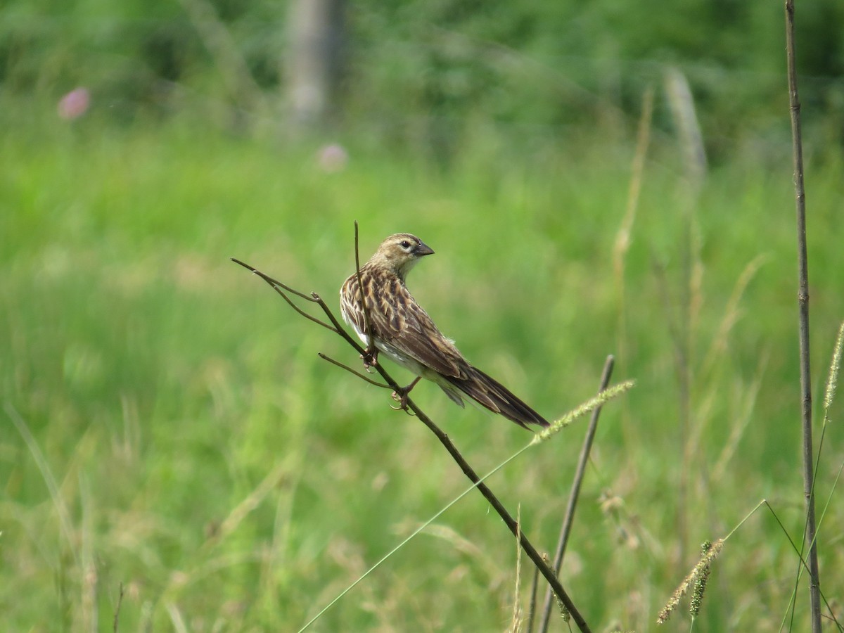 Long-tailed Widowbird - ML617937067