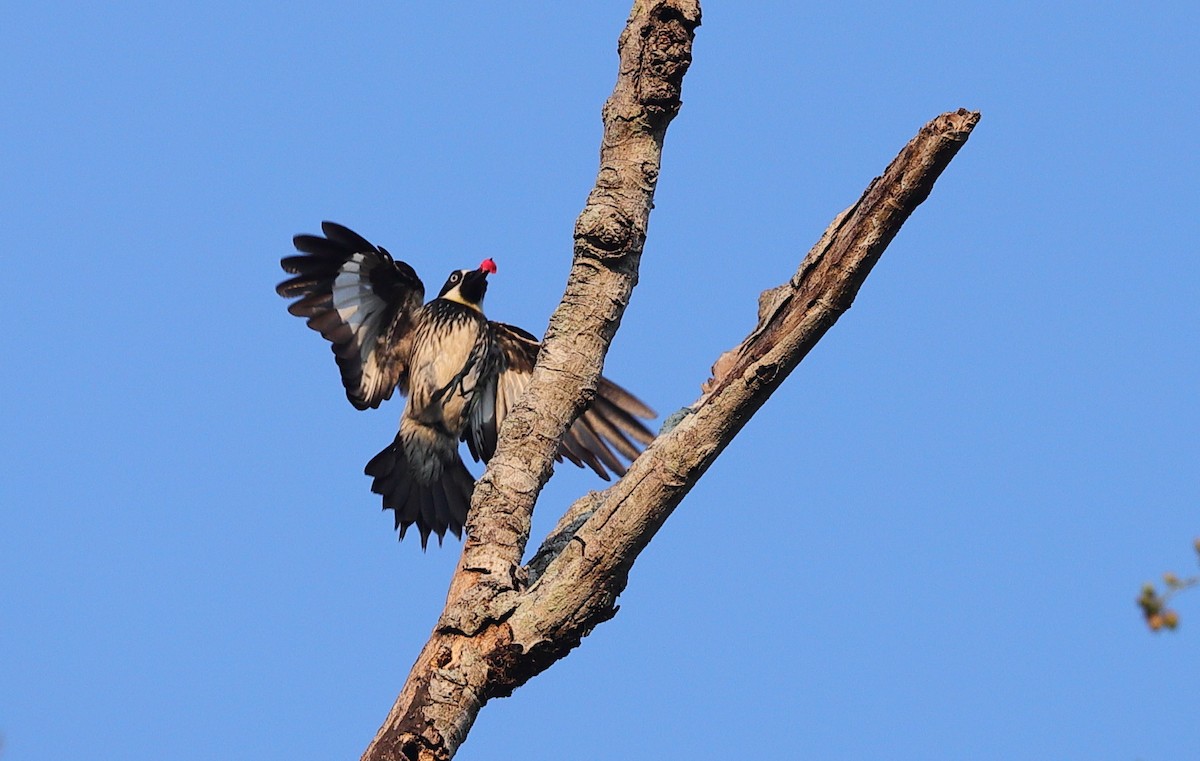 Acorn Woodpecker - Carles Juan-Sallés