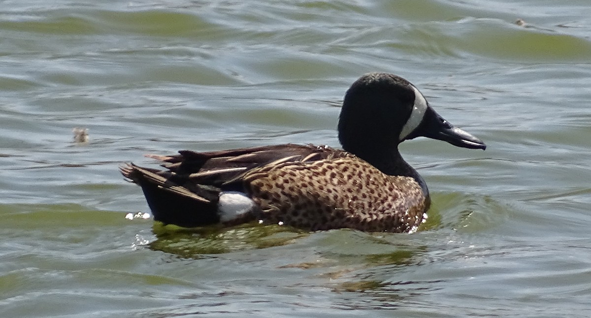 Blue-winged Teal - ML617937115