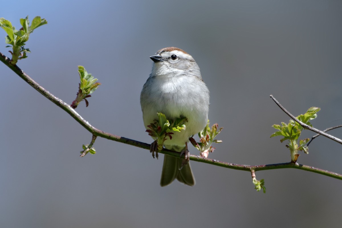Chipping Sparrow - ML617937172