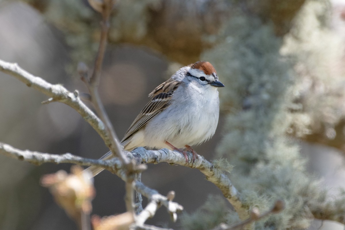 Chipping Sparrow - ML617937173
