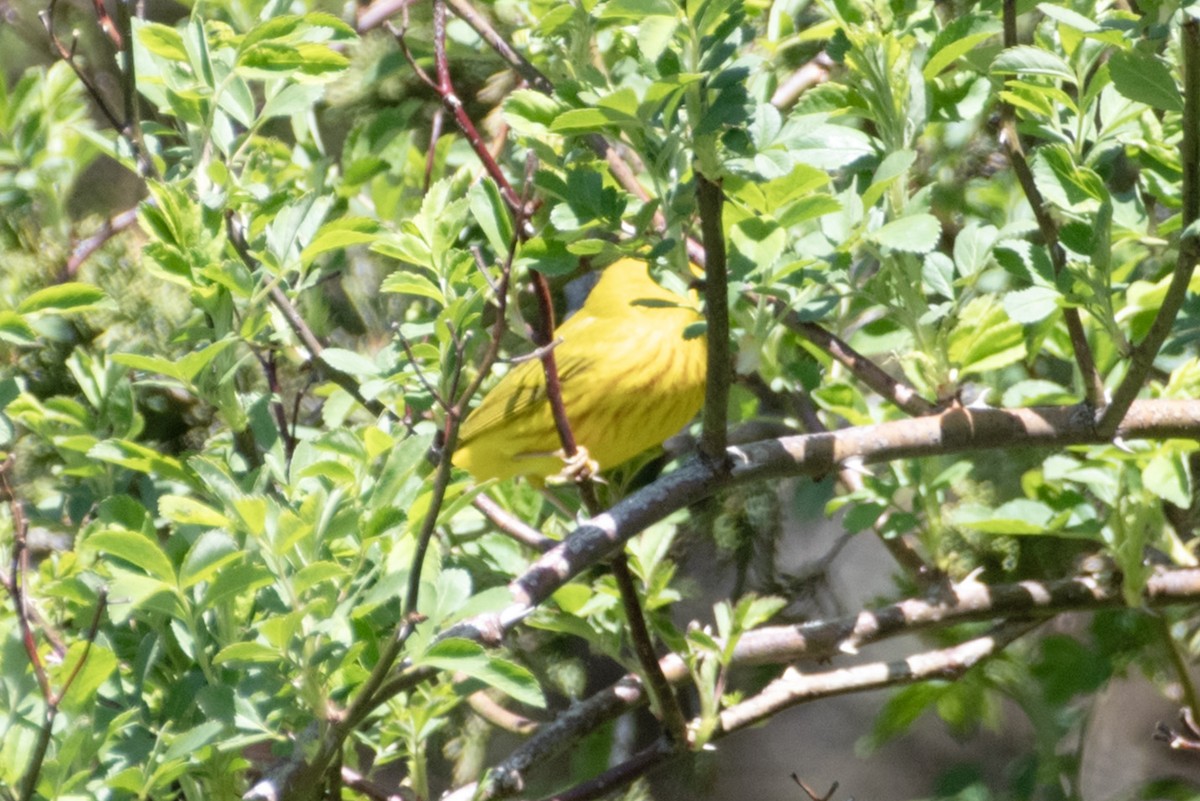 Yellow Warbler - ML617937189