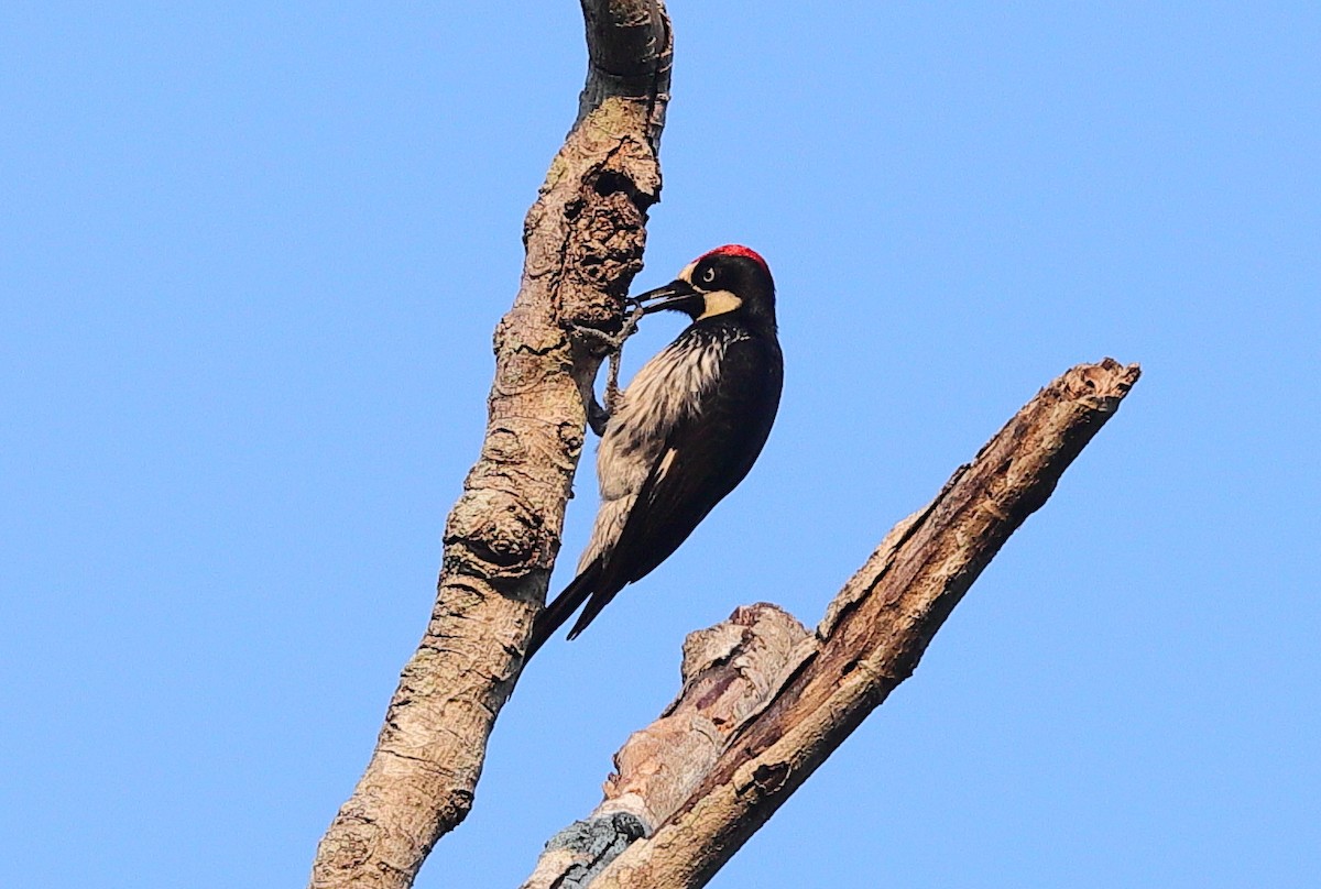 Acorn Woodpecker - Carles Juan-Sallés