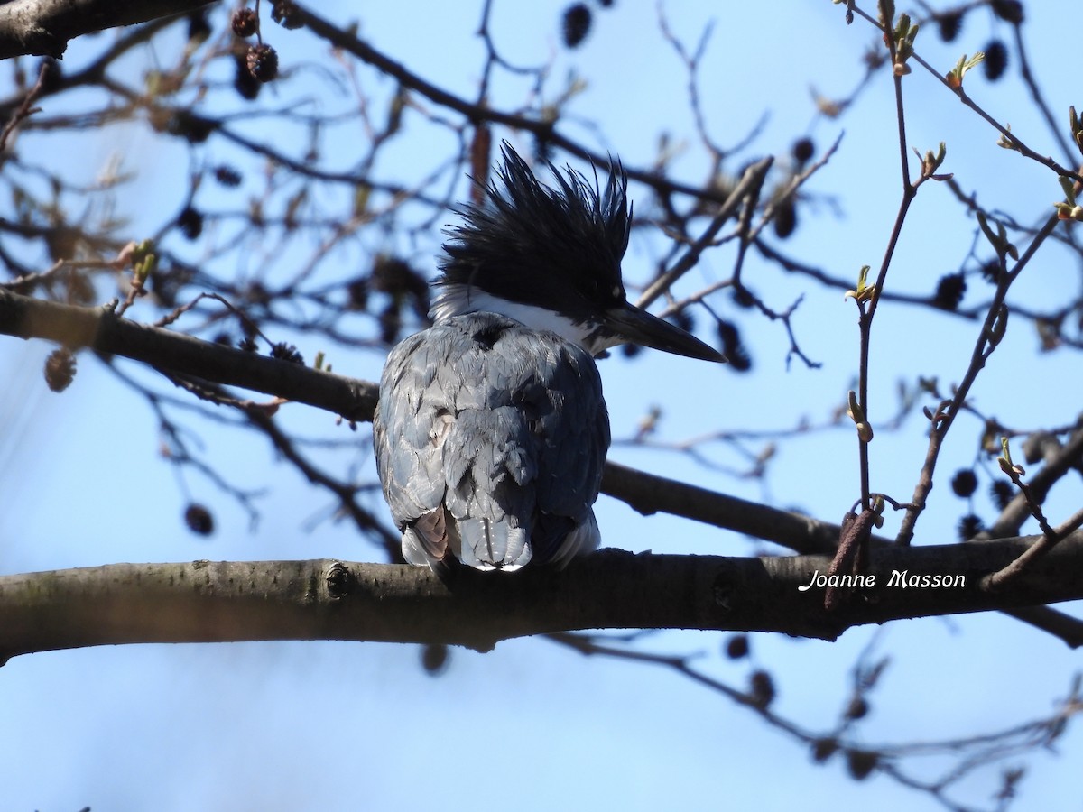 Belted Kingfisher - ML617937285