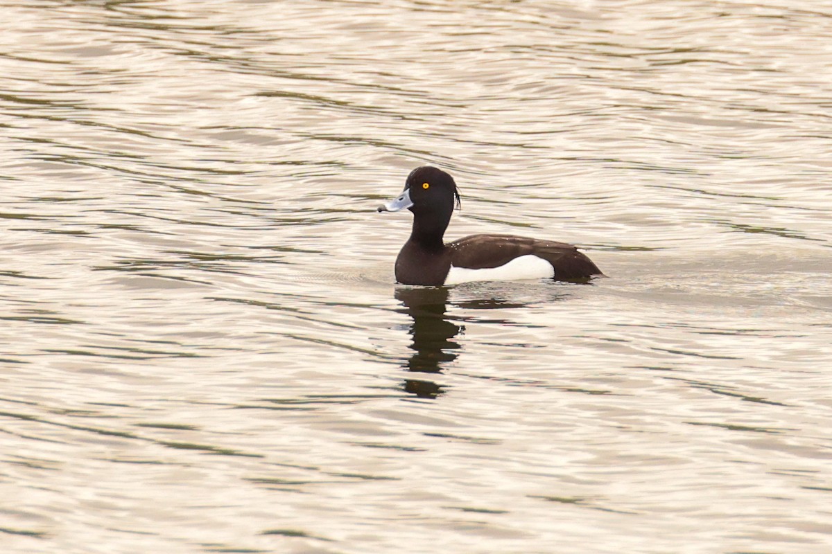 Tufted Duck - ML617937287