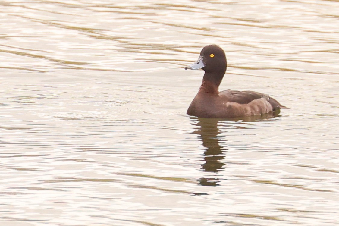 Tufted Duck - ML617937288