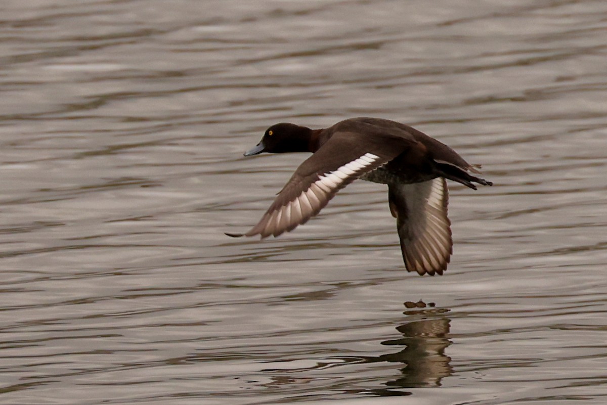 Tufted Duck - ML617937289