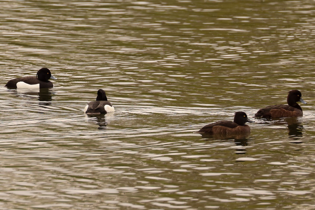 Tufted Duck - ML617937291