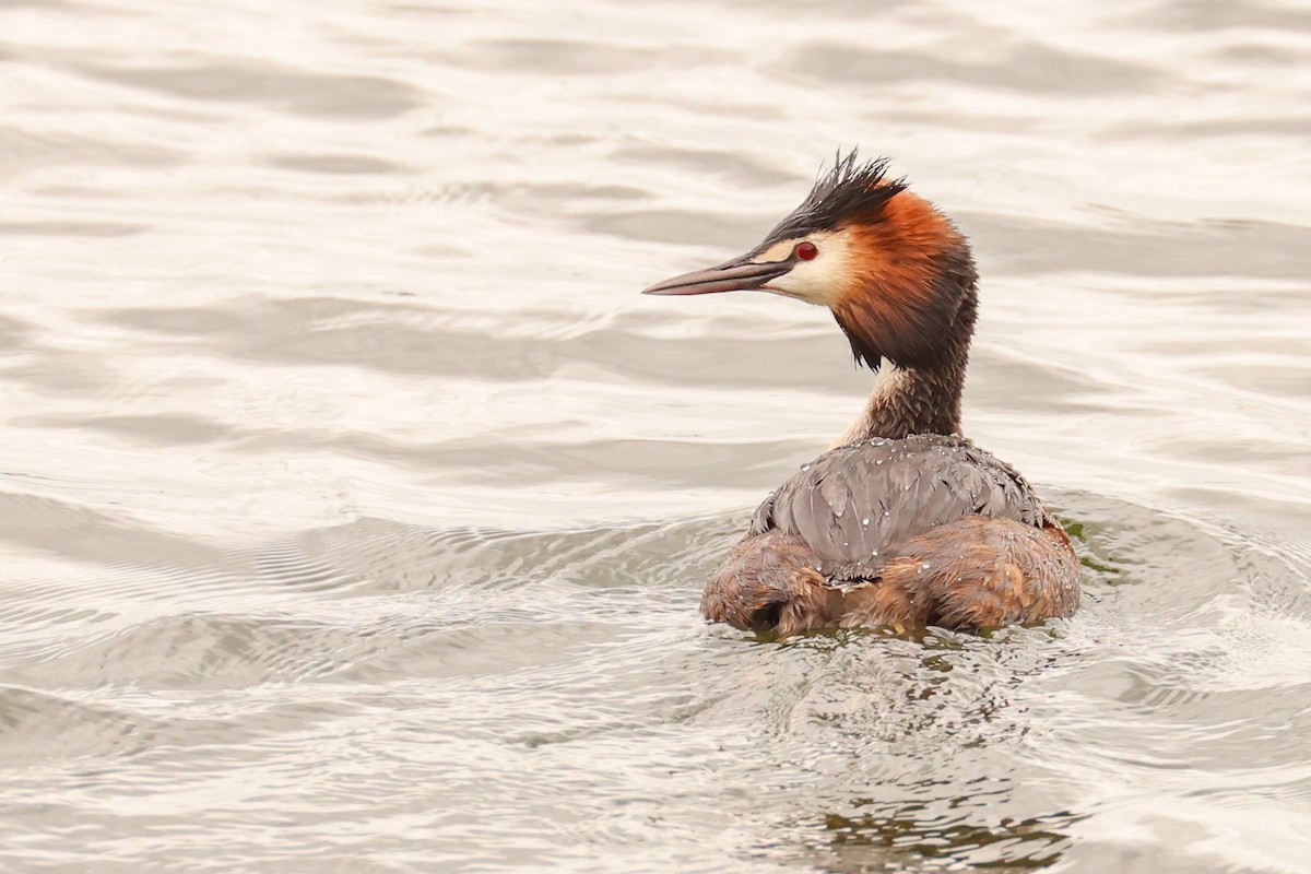 Great Crested Grebe - ML617937311