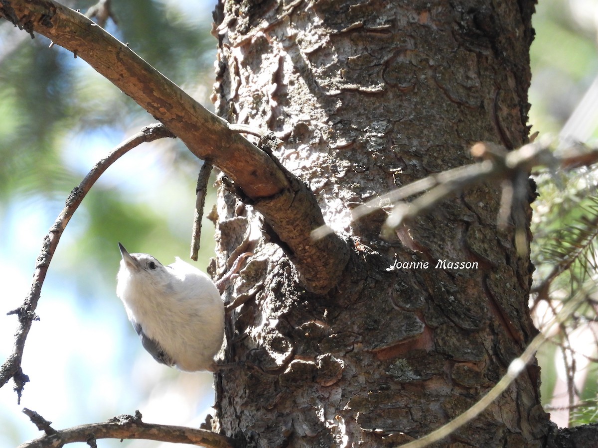 White-breasted Nuthatch - ML617937319
