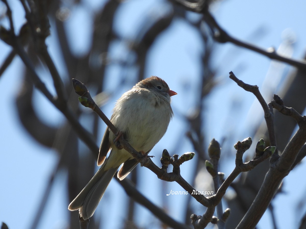 Field Sparrow - ML617937380