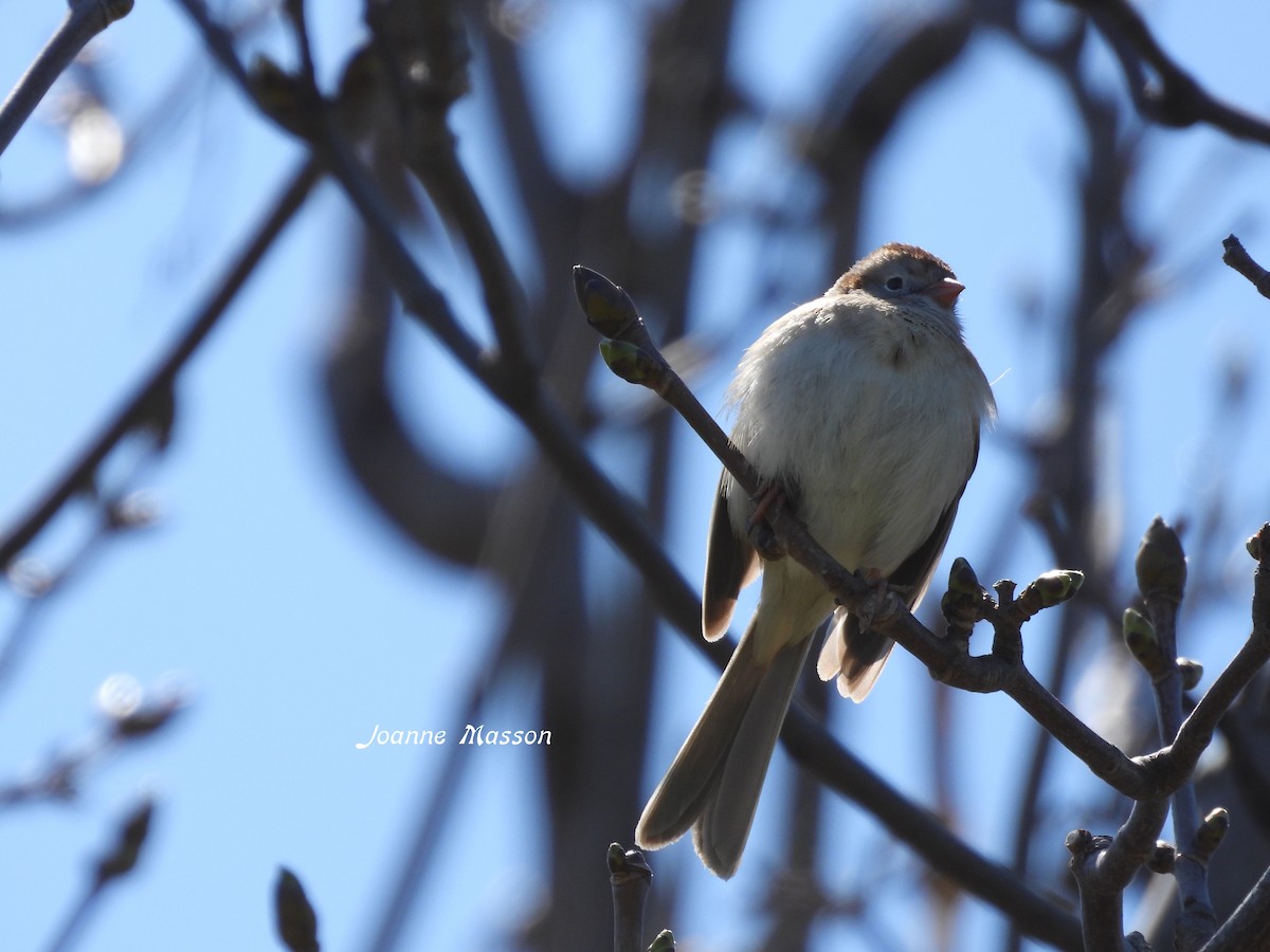 Field Sparrow - ML617937381