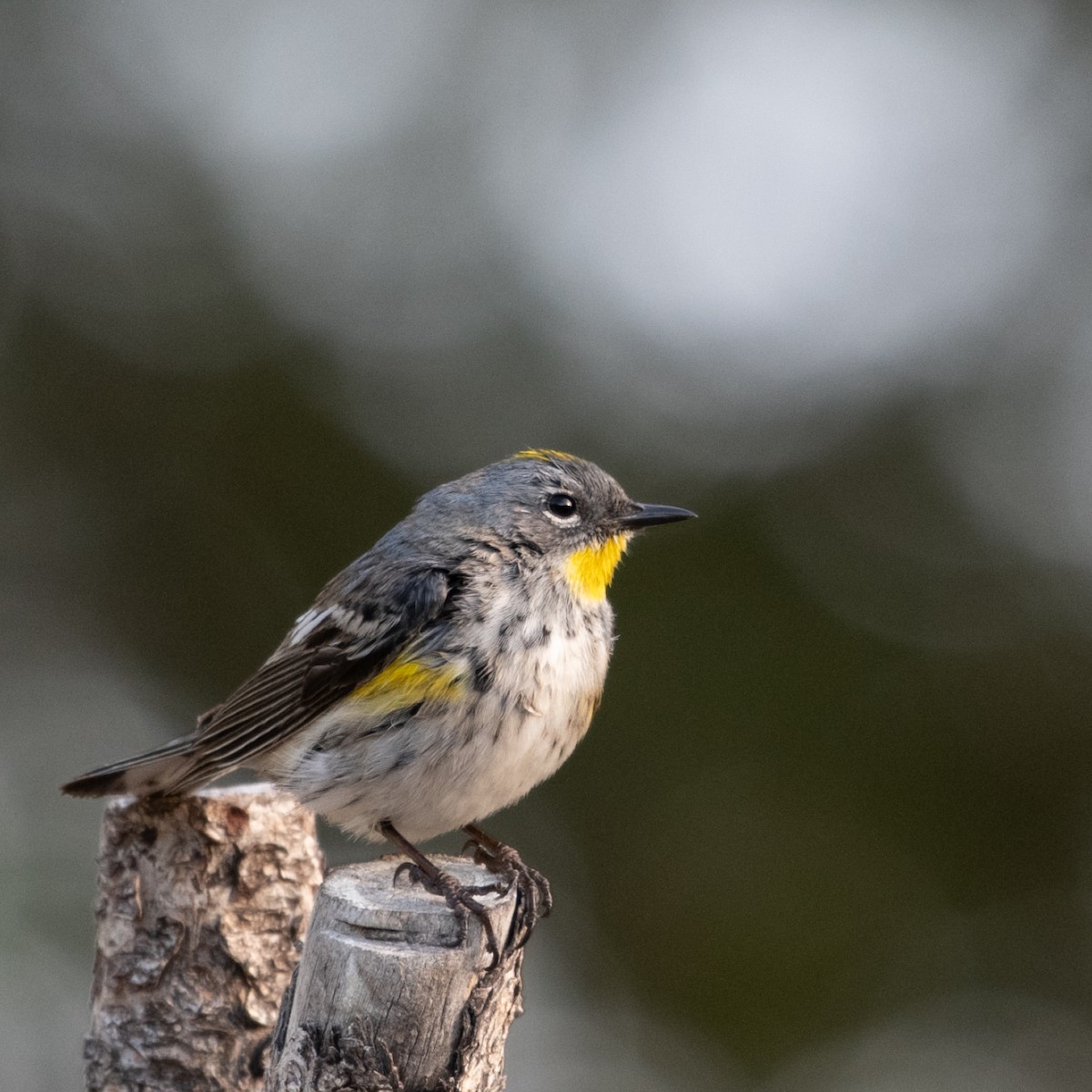 Yellow-rumped Warbler (Audubon's) - ML617937389