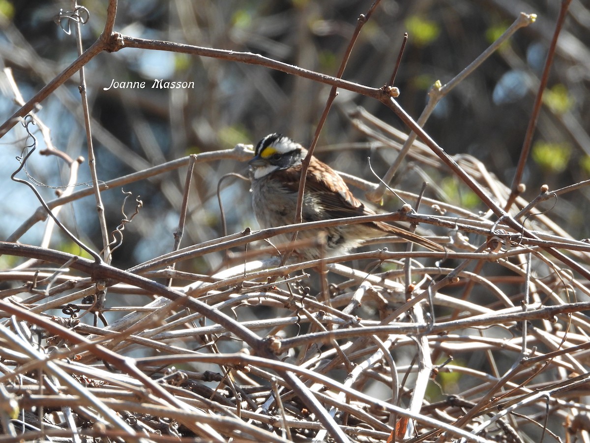 White-throated Sparrow - ML617937395